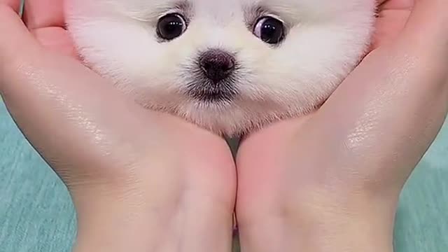 So Cute animals Videos #Dogs baby videos 2021/