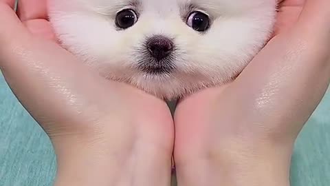 So Cute animals Videos #Dogs baby videos 2021/