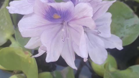 Eichhornia blooms in September