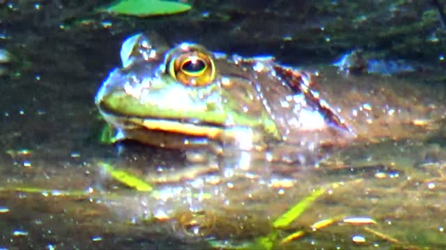 Bullfrog