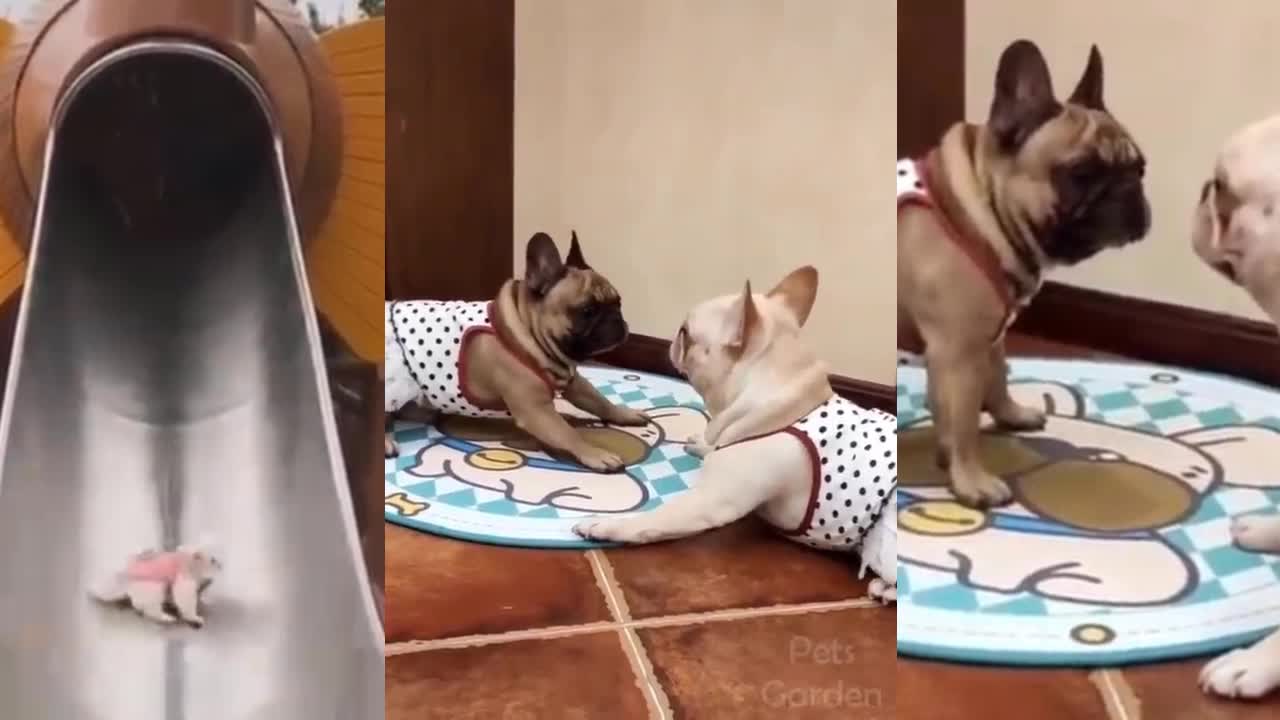 Funny Puppy enjoy sliding