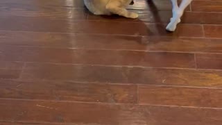 Puppy and Kitty square off