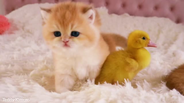 Once upon a time there was a cutest kitten and a duckling...heart_eyes_cat