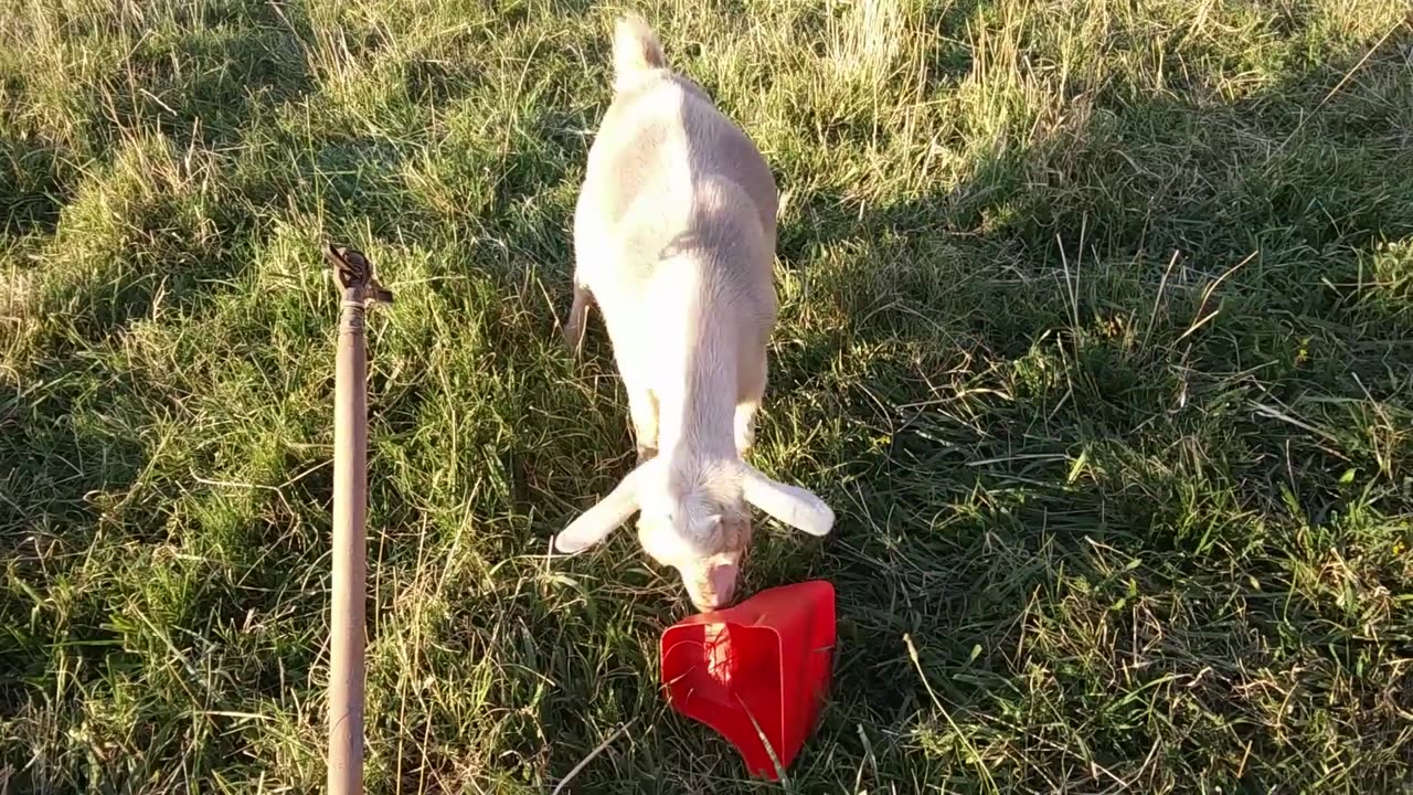 New Cute and Funny Baby Goat Compilation.