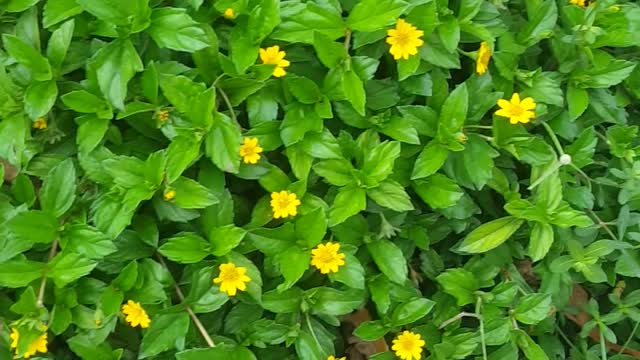 I found beautiful flower on side my home