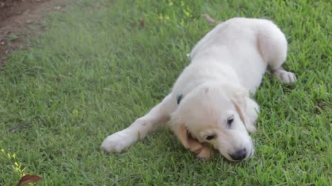 dog happy feeling video