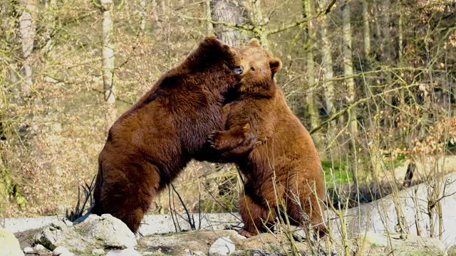 A couple Bear fighting forget