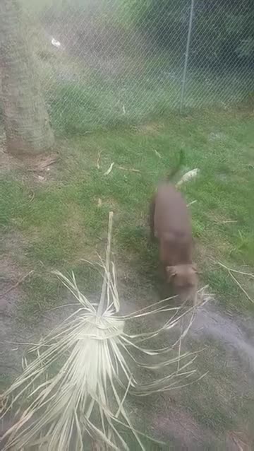 Weimaraner hits man in balls with palm tree