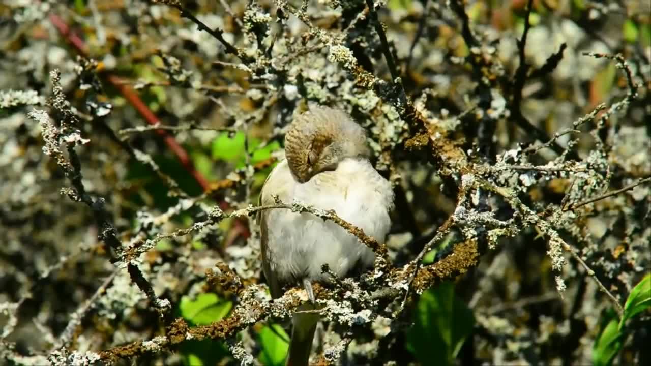 Nature And Wildlife Video – Bird and animal is beautiful creature on our planet