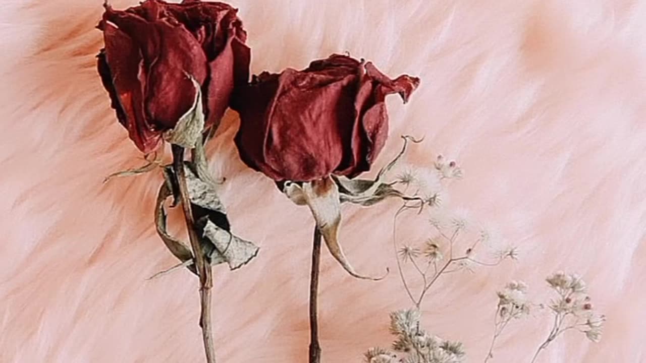 Dead but beautiful 🥀