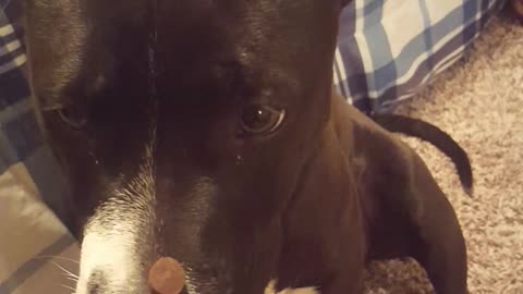 5 months old Pitbull learns a trick