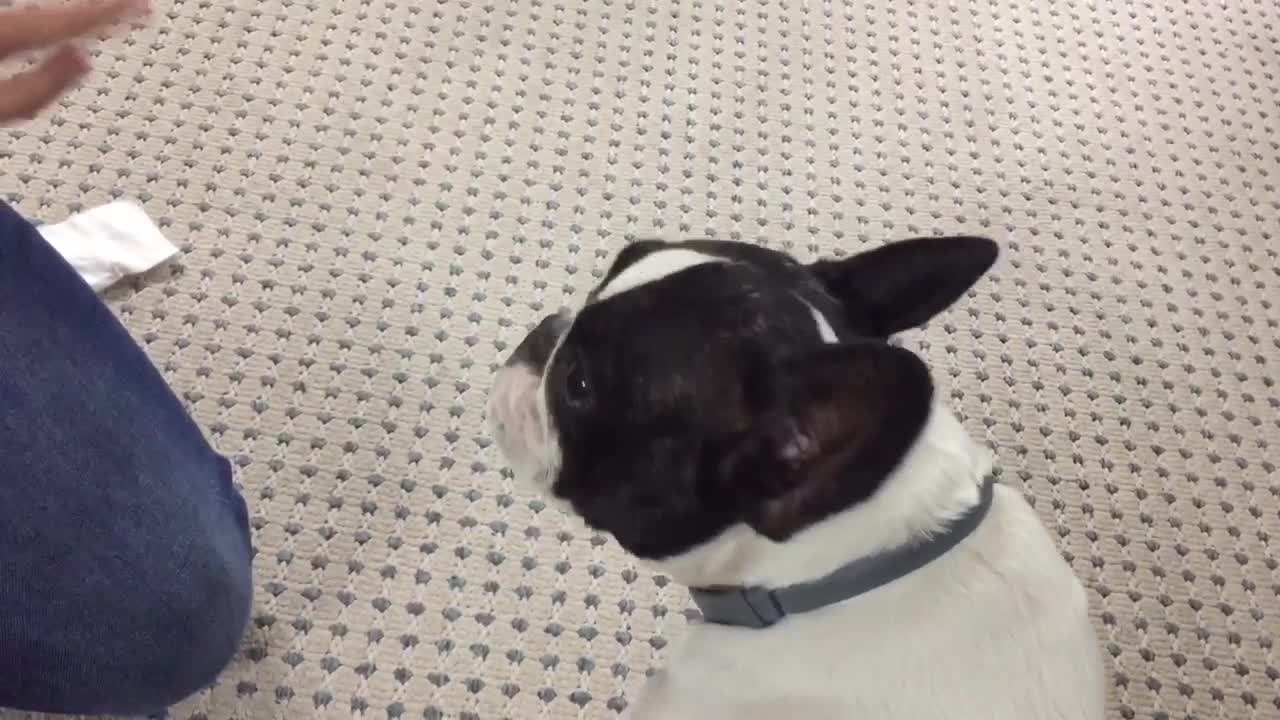 How hard is it to clean pup’s ears???