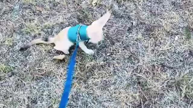 Fennec fox out for a walk.