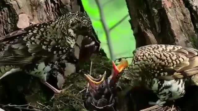 A full meal from the first round