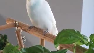 Budgie Speaking Danish - Talking Budgie