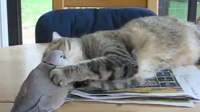 Unfortunately a cat with a bird