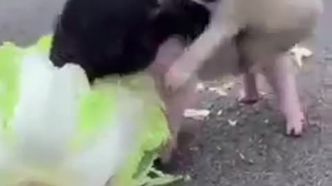 A cute dog and its friend (pig)