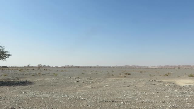 Wild Camel in Desert Oman