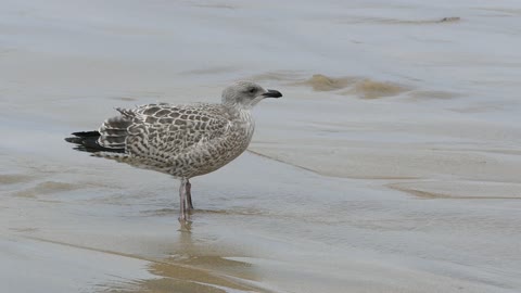 Wonderful Bird On The Seashore