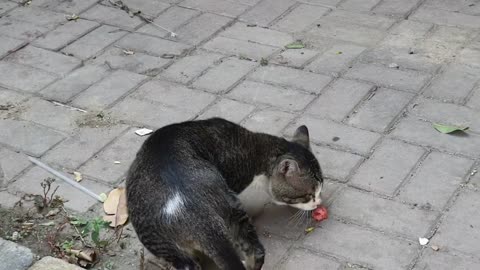 Cats Flock That Living In The Street#QuiteCatVideo