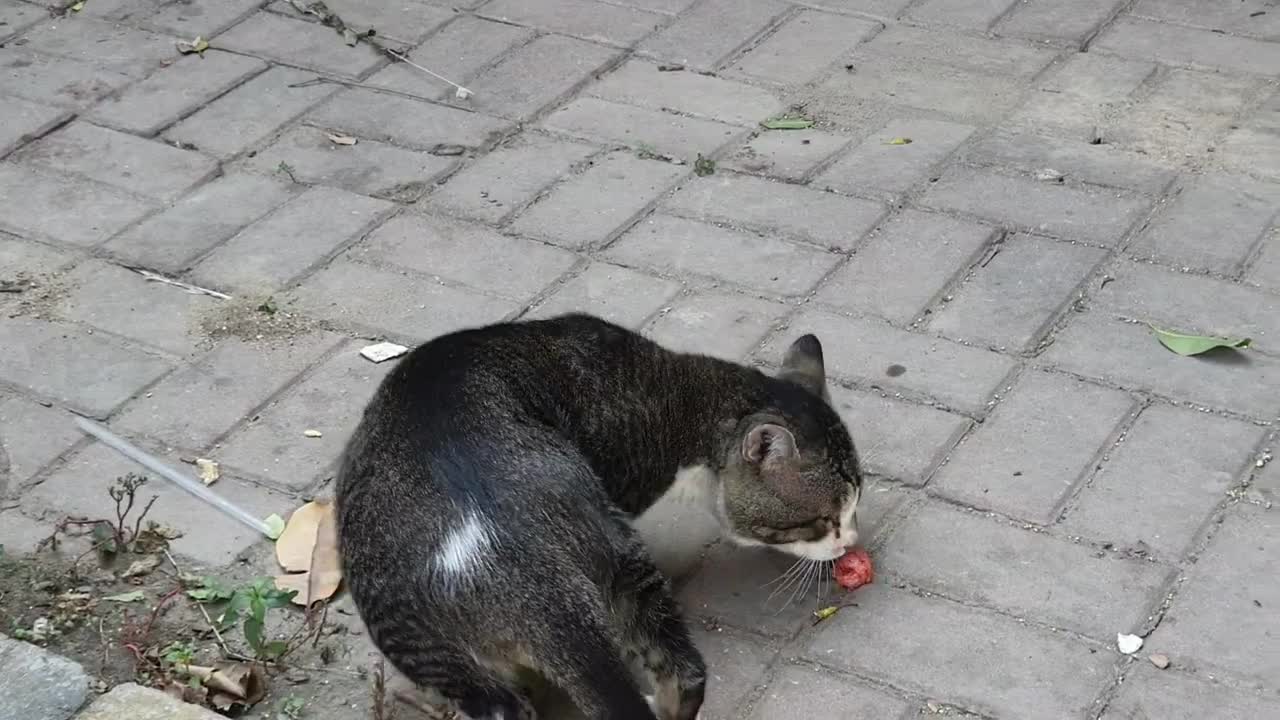 Cats Flock That Living In The Street#QuiteCatVideo