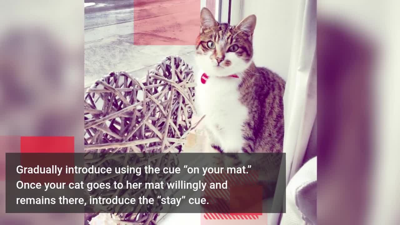 Useful Tips for Cat Training