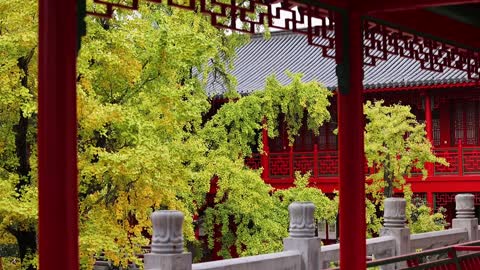 Look at the most beautiful gingko and take beautiful photos