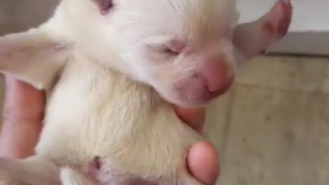 Newborn rural puppy.