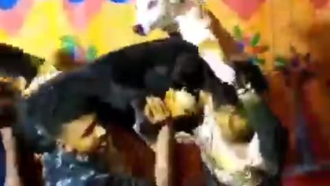 funny wedding dance with dog