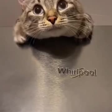 Cat video | Fanny cat video | Kitty cat video