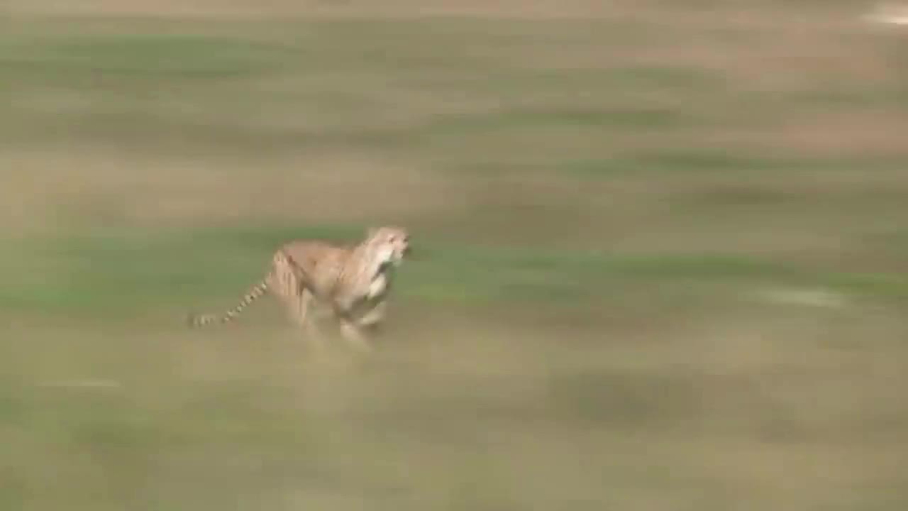 cheetah hunting gazelle and wild boar