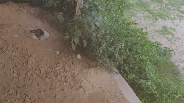 Living With Big Rain