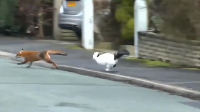 Cat vs Fox