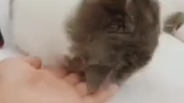 Funny Cat Cleaning Face # shorts