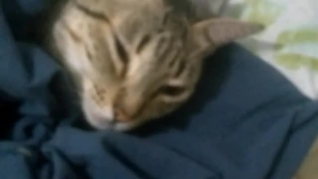 Minha gatinha dormindo igual bebê