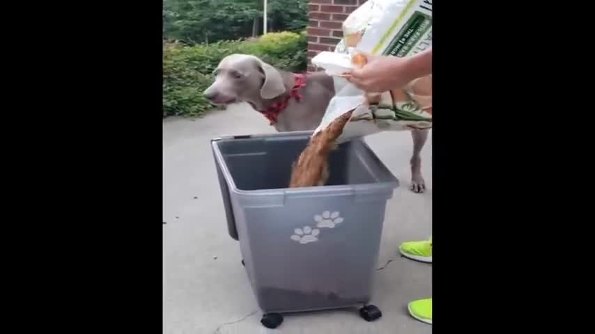 Try Not To Laugh Challenge 2021