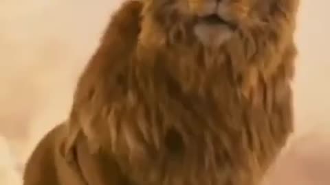 Lion attitude king of forest