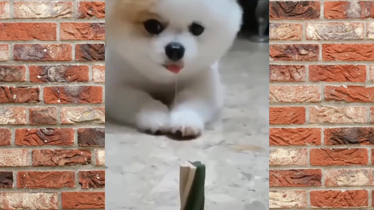 Cutest Pets ā„ Cute Baby, Cat, Dog Animals š® - Funny Pets Video Compilationš±