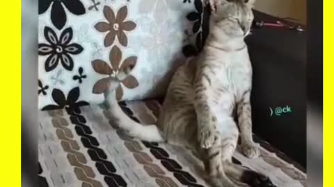 A cat that enjoys listening to music, Funny Cat Video