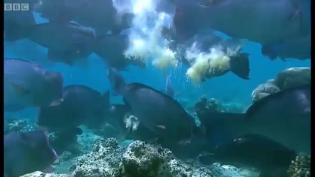 What Does a Humphead Parrotfish Eat? | Blue Planet | BBC Earth