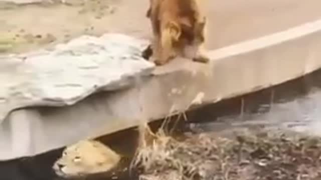 two lion funny video