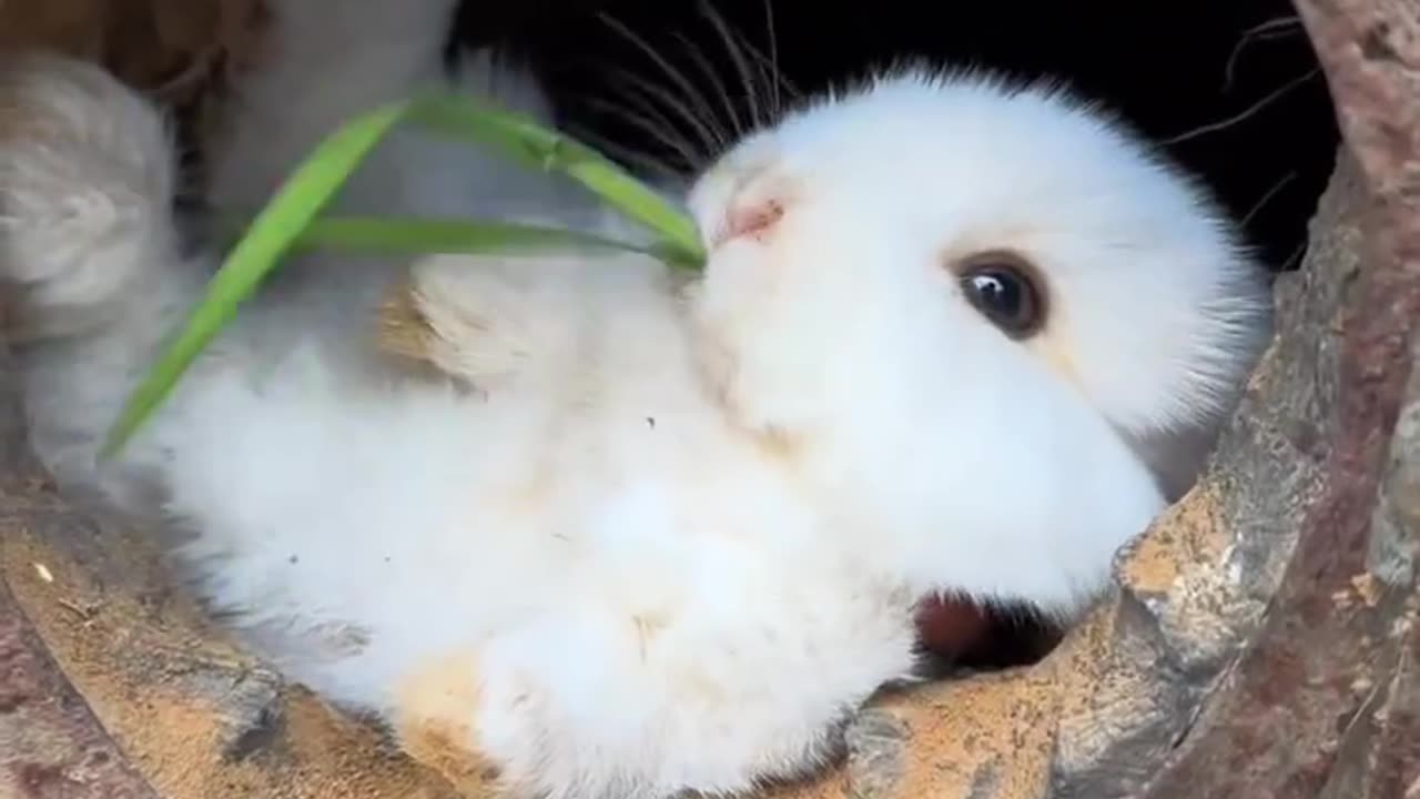 Relax on rabbit in box