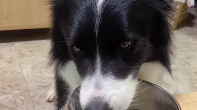 always smart border collie