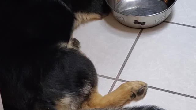 Puppy Waiting for Food to Appear in Bowl