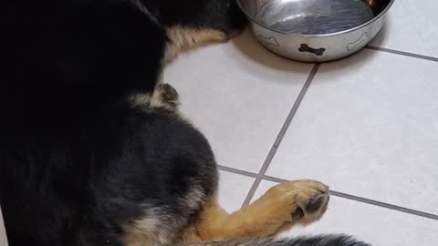 Puppy Waiting for Food to Appear in Bowl