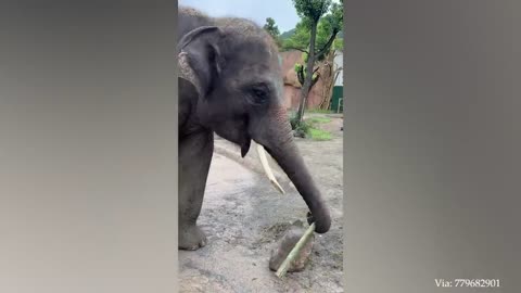 You Laugh You Lose Funniest Animals