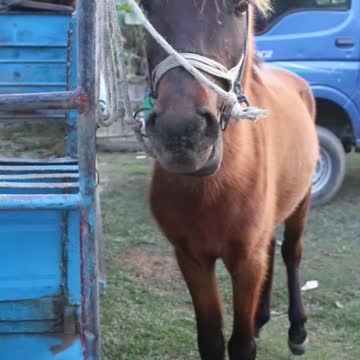 best horse funny moment