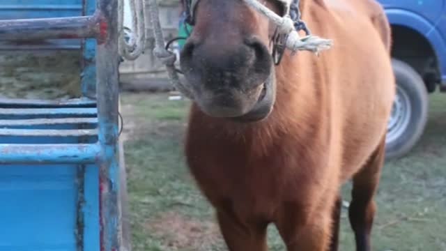 best horse funny moment