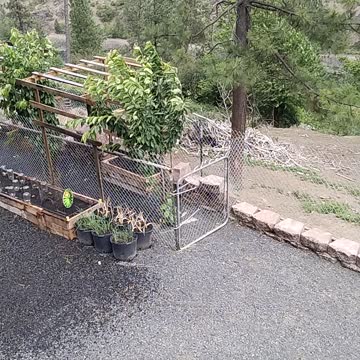 Rooster crowing over sprinkler update