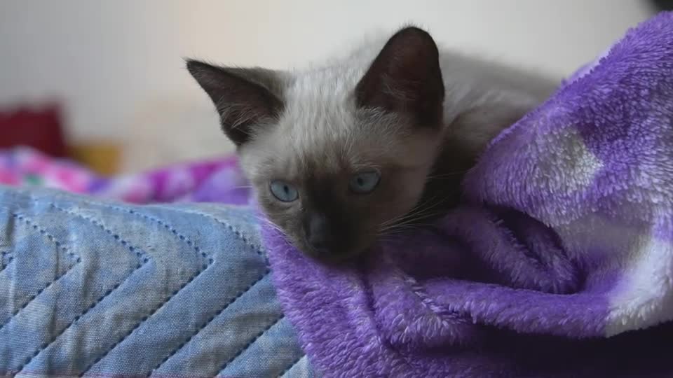 Adorable little Siamese kitten